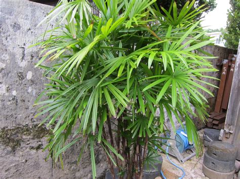 辣椒盆栽風水 棕櫚竹